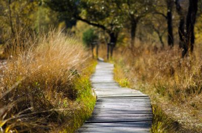 trail-road