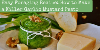 Garlic Mustard Pesto: The Perfect Recipe For Foragers