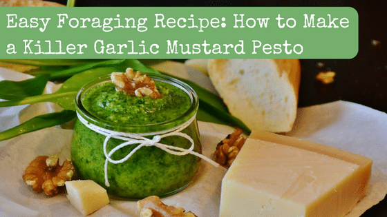 Garlic Mustard Pesto: The Perfect Recipe For Foragers