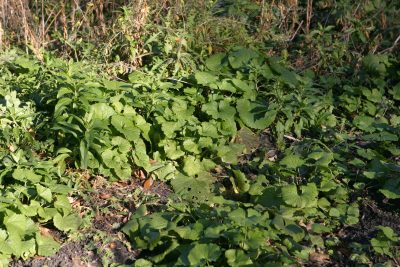 Garlic Mustard First Year