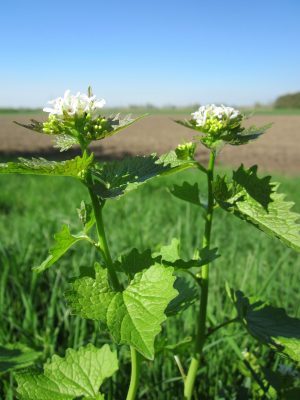 Garlic Mustard Second Year