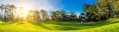 nature green tree grass