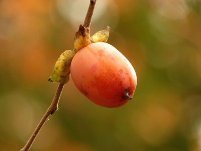american persimmon fruit