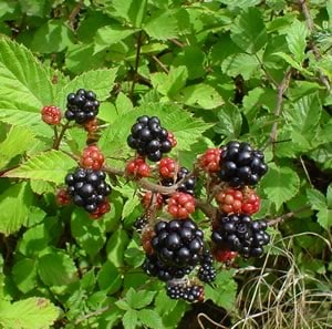 blackberries bush