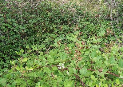 blackberry bush