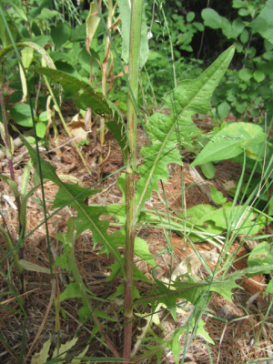 Chicory leaves