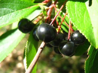 chokeberry close up