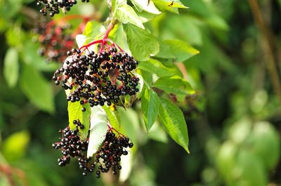elderberry leaves berries