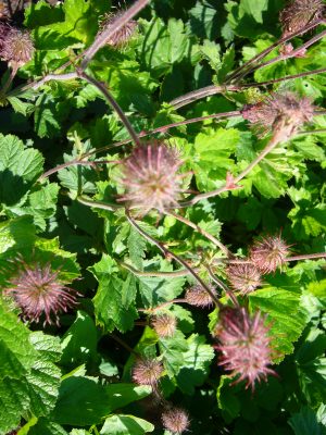purple avens