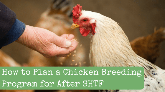 How to Plan a Chicken Breeding Program for After SHTF