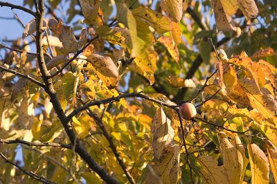 persimmon branches