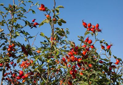 rose plant hips