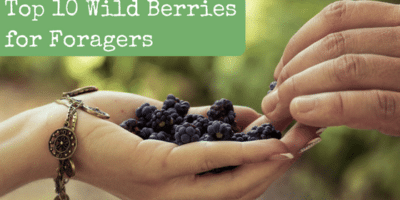 Top 10 Best Wild Berries for Foragers
