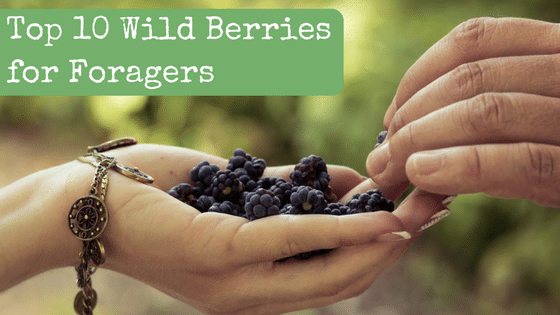 Top 10 Best Wild Berries for Foragers