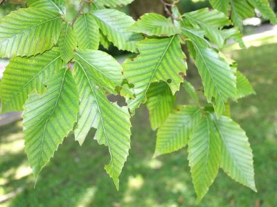 american beech leaves