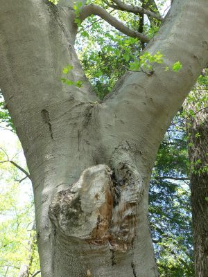american beech
