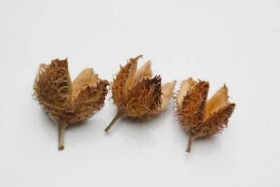 beech nut husks