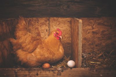 chicken hen egg laying