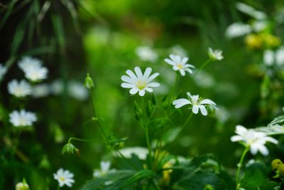 chickweed flower
