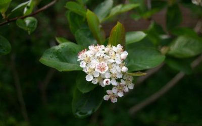 chokeberry flower