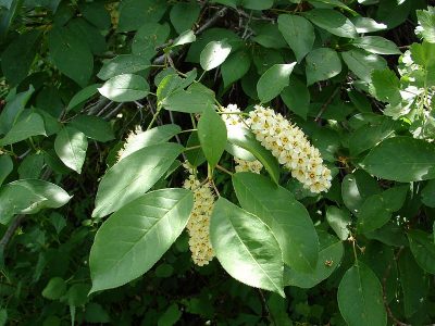 chokecherry flower