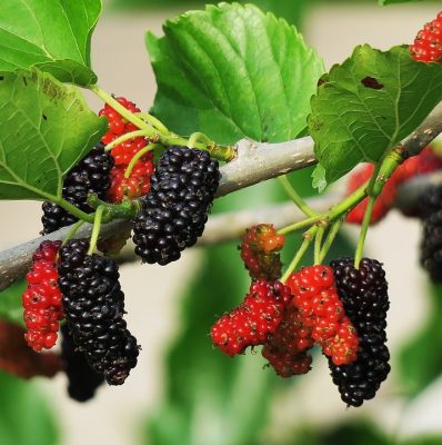 fruit berry on tree