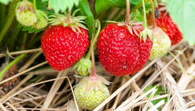 fruit strawberry