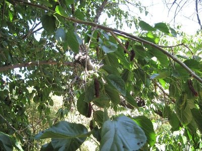 mulberry tree zoomed out