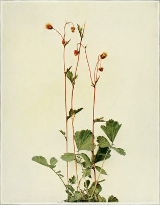 purple avens illustration