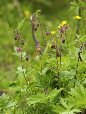 purple avens overview