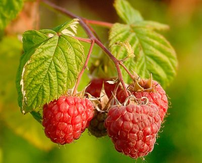 raspberry close up