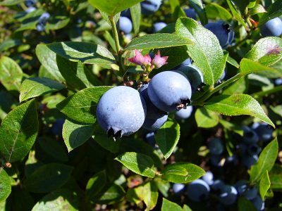 wild blueberry close up