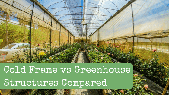 Cold Frame vs Greenhouse Structures Compared