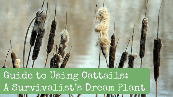 Guide To Using Cattails A Survivalist S Dream Plant Backdoor Survival