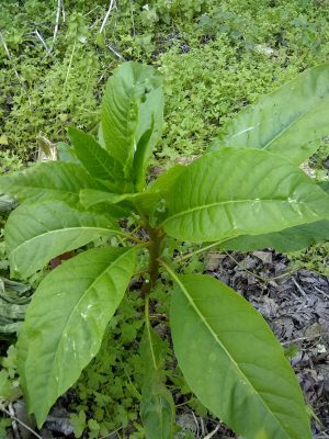 pokeweed leaves