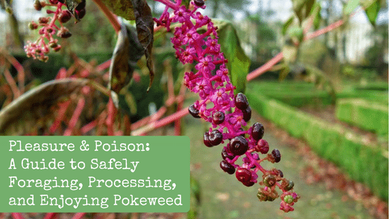 Pleasure & Poison: A Guide to Safely Foraging, Processing, and Enjoying Pokeweed