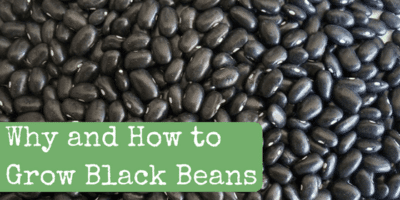 Why and How to Grow Black Beans