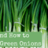 Why and How to Grow Green Onions