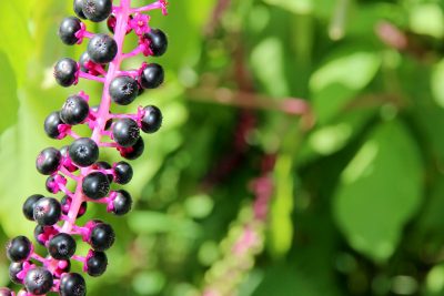 american pokeweed