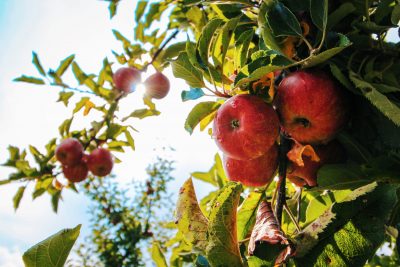 apples tree