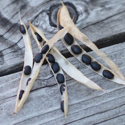 black beans pod