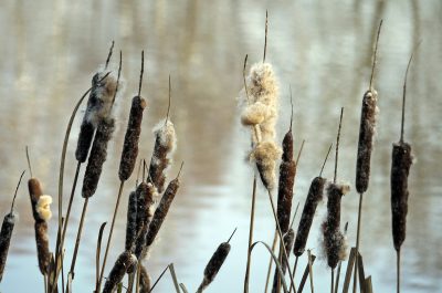 Guide to Using Cattails: A Survivalist’s Dream Plant | Backdoor Survival