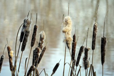 cattails cattail plant fwp backdoorsurvival survivalist fluff pond reminder conduct gill bozeman lisdodde prehistorisch aten inwoners reed reeds folia cleaner