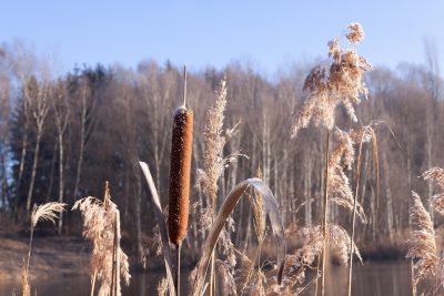 cattail-with-other-plants