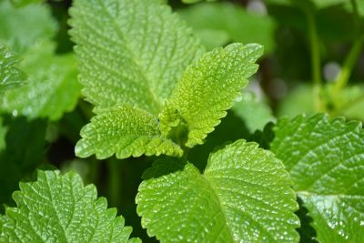 lemon balm leaf