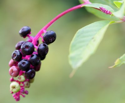 pokeweed american