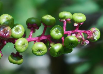pokeweed berries