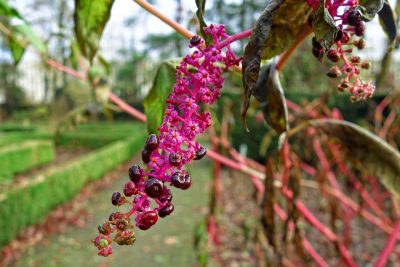 pokeweed plant