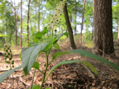 pokeweed young