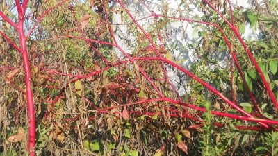 red pokeweed stems